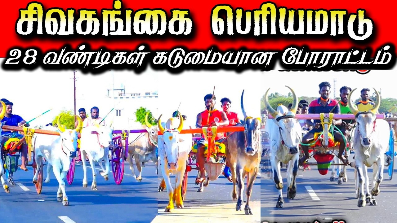 சிவகங்கை பெரியமாடு பந்தயம் 