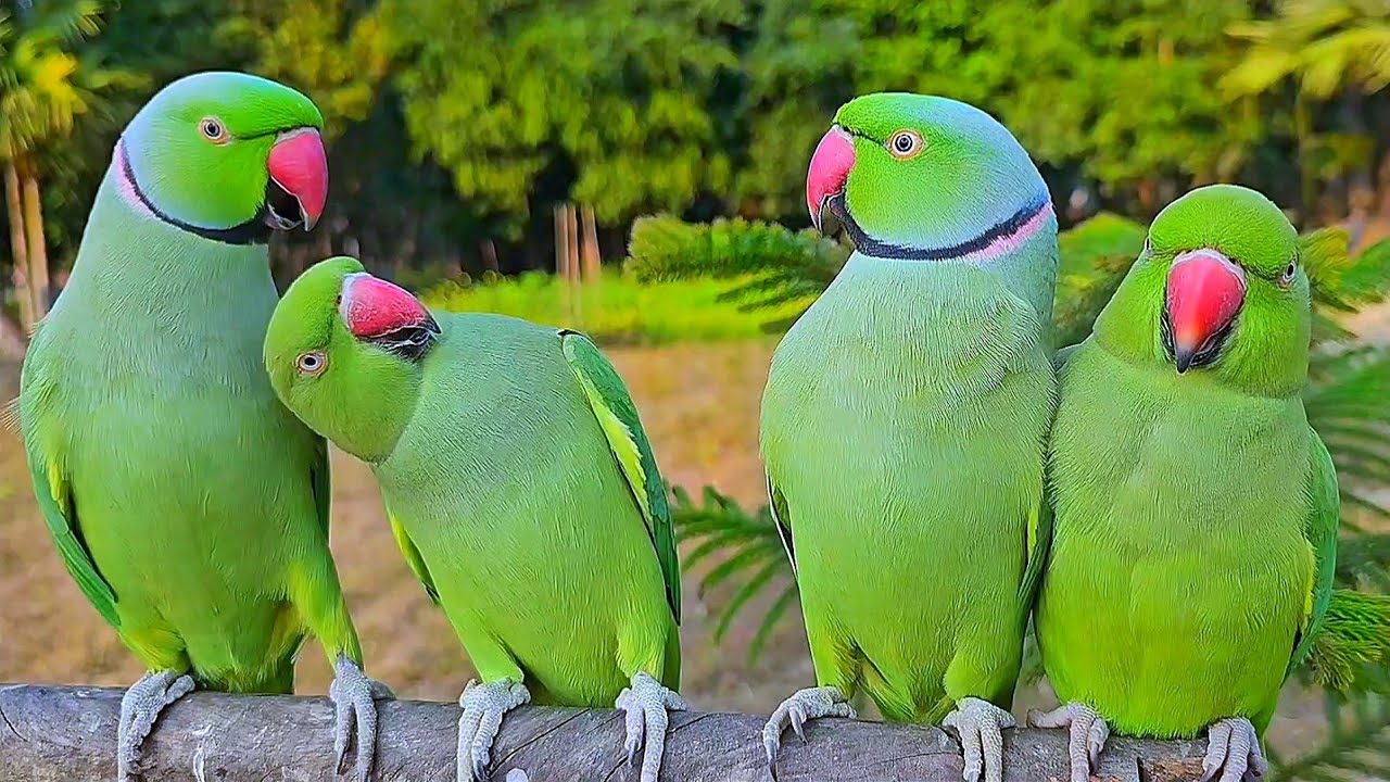 Green Parrot Video