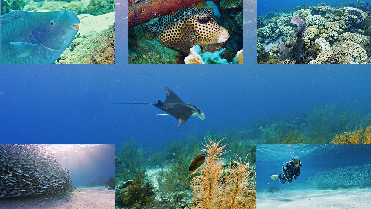 Wind Brings Life to the Reef Bonaire ep. 50