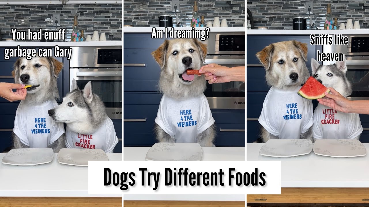 Dogs Try Different July 4th Foods