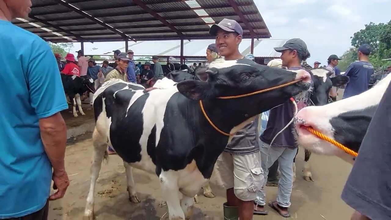 iHarga Bikin Kaget‼️Sapi Fh Dara Super Dan Dara Tanggung Pasar Sapi Jelok Boyolali