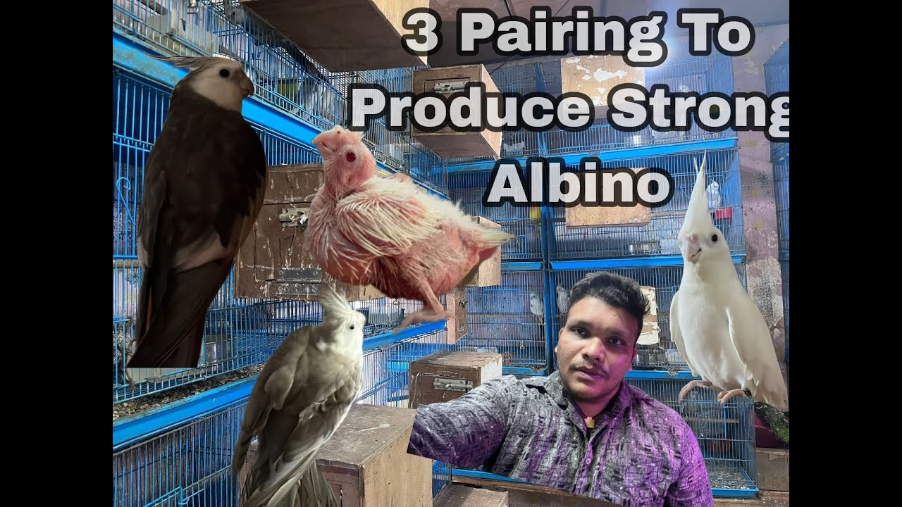 तीन ऐसी जोड़ी जोमजबूत अल्बिनो के बच्चे निकाले| 3 Best Pairing To ProduceStrong Albino @ShehbazBirds