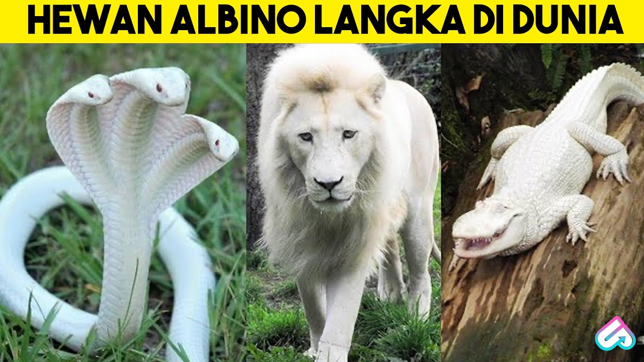 SISA 1% DI BUMI YANG BERTAHAN HIDUP! 10 Hewan Albino Paling Langka di Dunia yang Jarang Terlihat