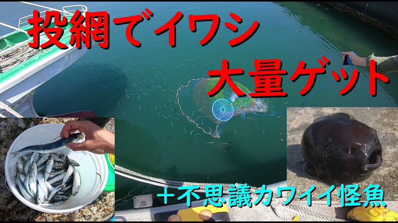 投網を使ってイワシを大量ゲット！サビキ釣りの100倍効率！+不思議カワイイ怪魚