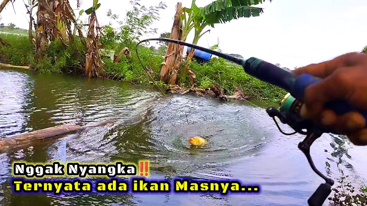 SPOT POTENSIAL‼️TERNYATA DI HUNI IKAN MAS #fishing #mancing