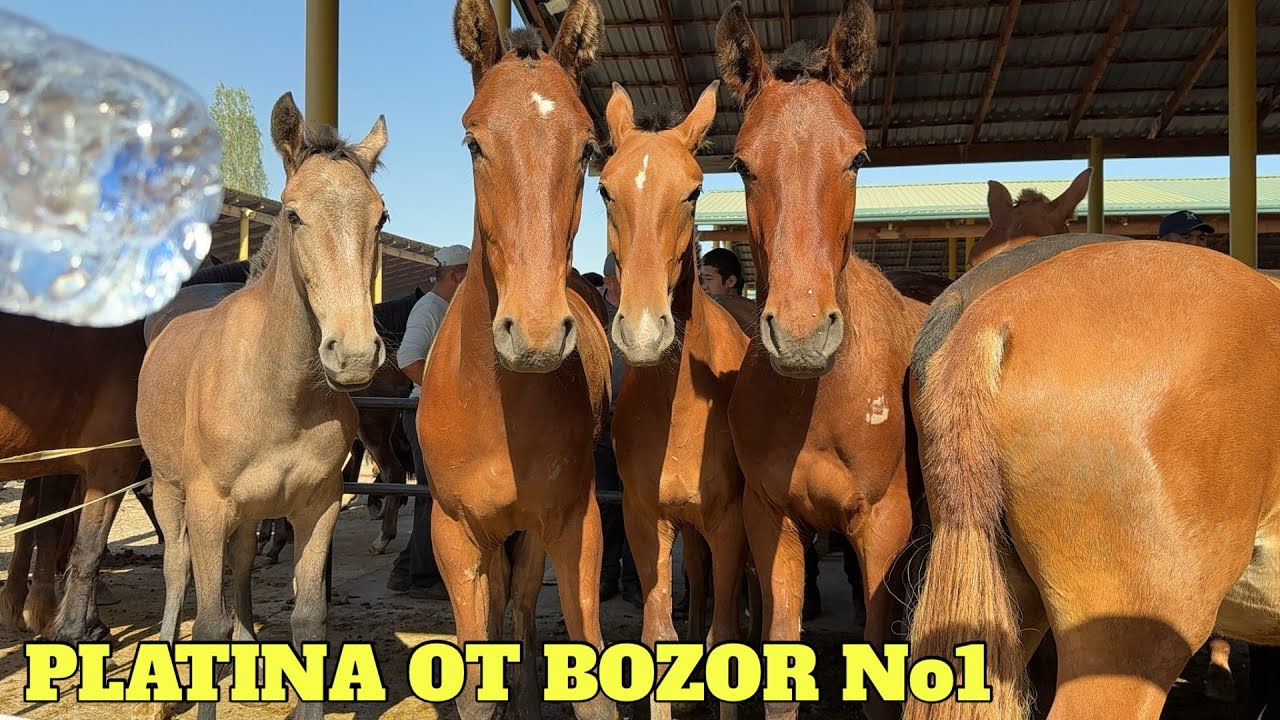 PLATINA OT BOZOR ONA BOLA BIYALAR VA TOYLAR NARXLARI. MONTAJDA PRABLEMA BO'LDI OLDINDAN UZUR
