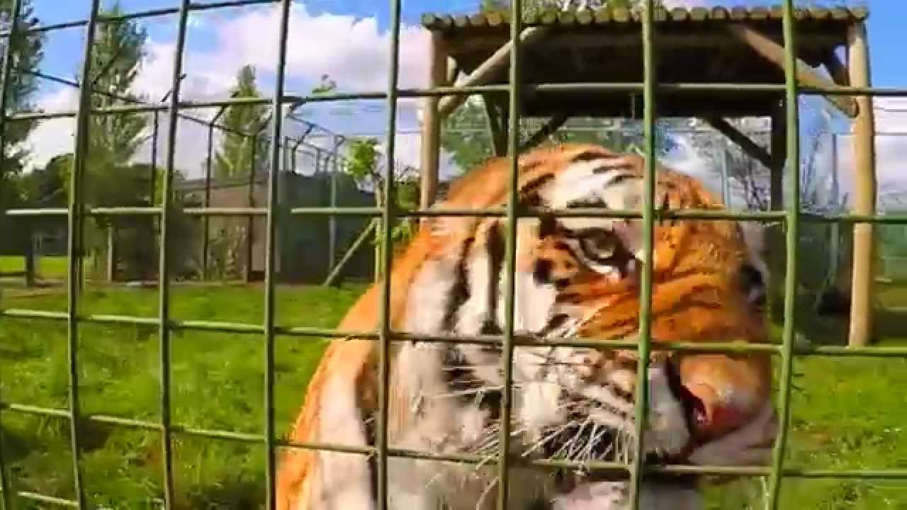 Tiger and Lion feeding..