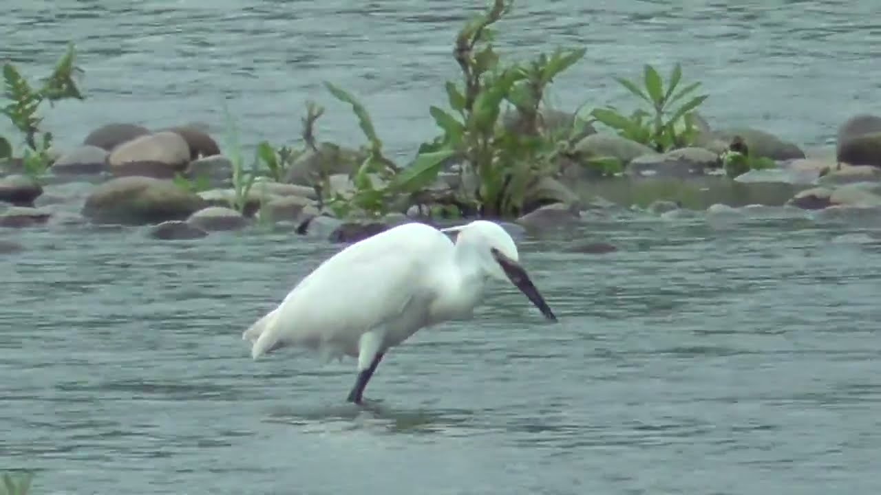 U0130　Oita River　Breakfast　Little Egret　Grey-Tailed Tattler