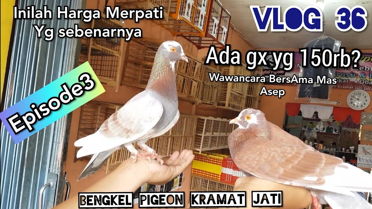 SURVEI HARGA MERPATI BENGKEL PIGEON KRAMAT JATI JKT & SEJARAHNYA!