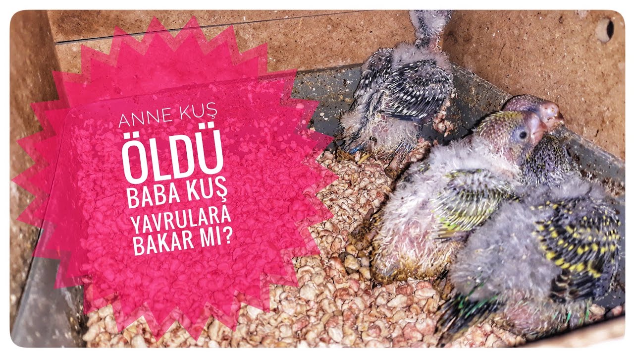 Anne Kuş Öldü 😢 Baba Kuş Yavrulara Bakar Mı ?
