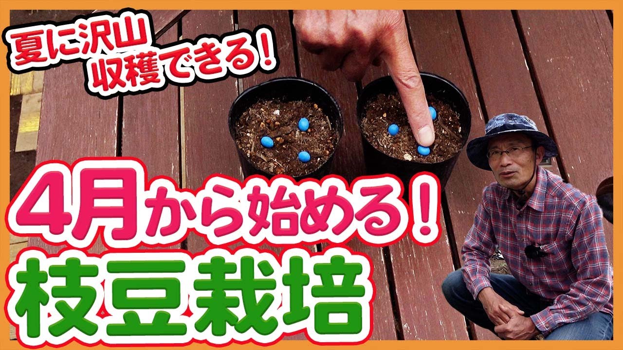 家庭菜園や農園で不動の人気！枝豆栽培の基本！夏に沢山収穫できるエダマメの種まき方法２種をご紹介【農家直伝】/ Green soybean cultivation starting in April.