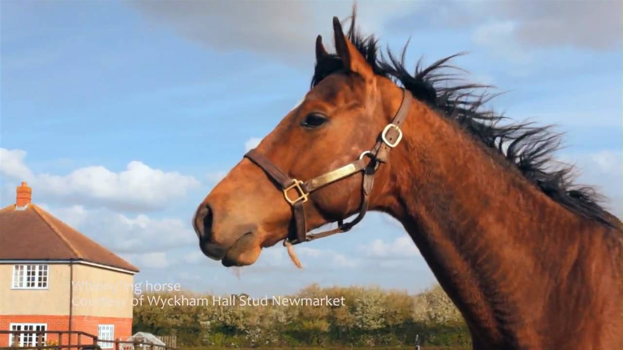 Whinny'ing horse