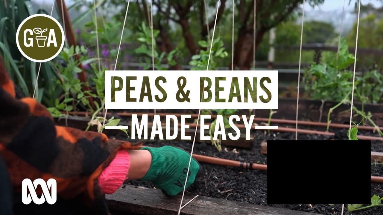 How to Grow Beans & Peas Successfully | Growing Fruit and Vegies | Gardening Australia