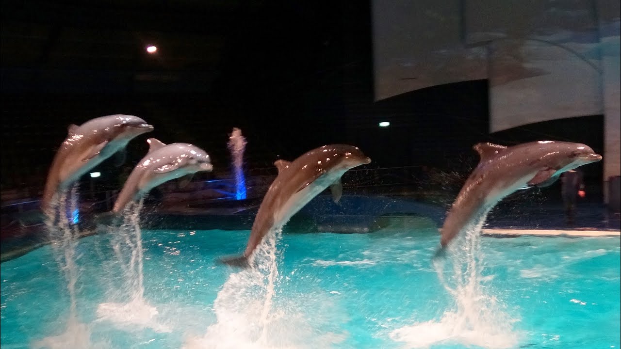 Dolfijnenshow Oceanica Dolfinarium 2023