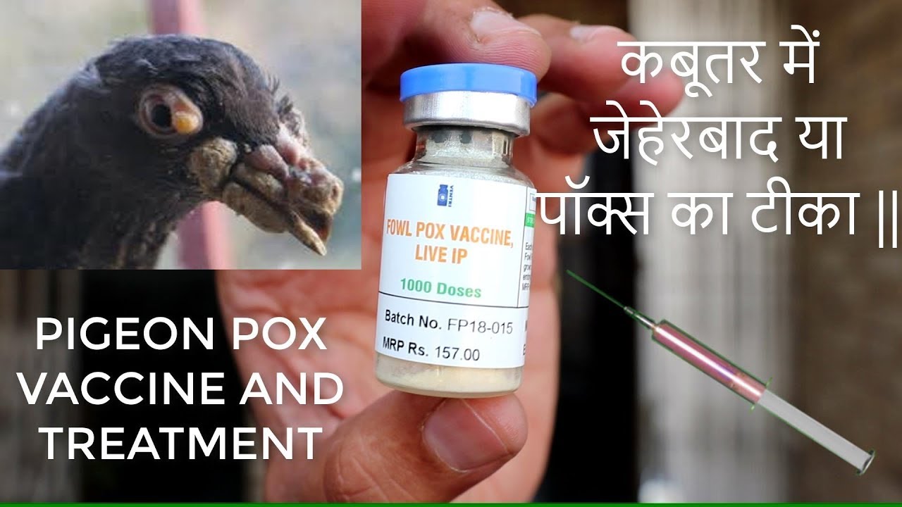 PIGEON POX VACCINE AND PIGEON POX TREATMENT .