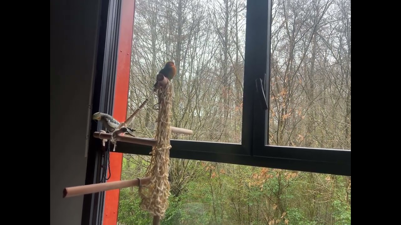 My sweet male cockatiel singing happily today! 🐦🎵#oiseaux #cockatiel #viralvideo 