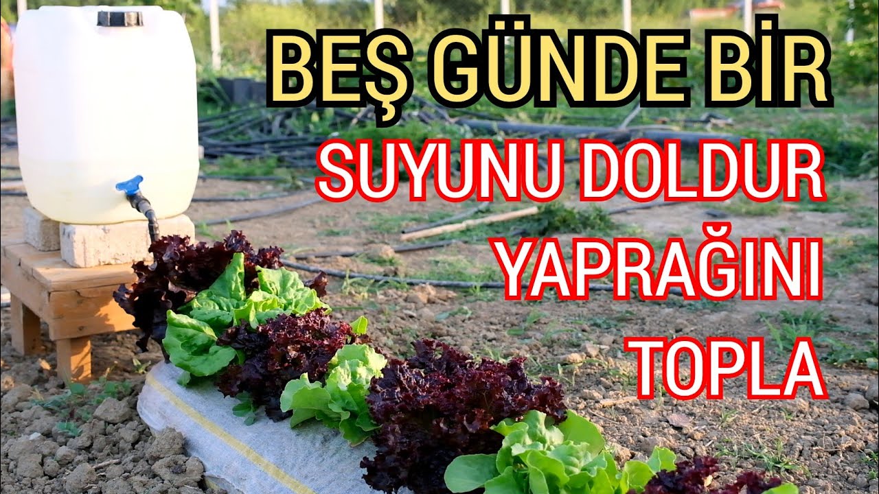 20 Litrelik Bidonla Damla Sulama Yapımı , Drip irrigation with 20 liter drum