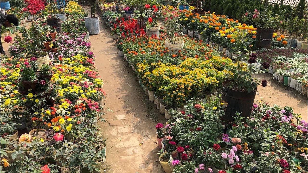 Plant nursery visit || Fatehabad Nursery, Chittagong.