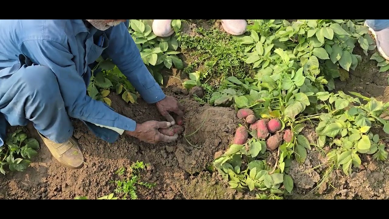 آلو کی زیادہ پیداوار کیسے حاصل کریں؟ | High Yield Potato Farming