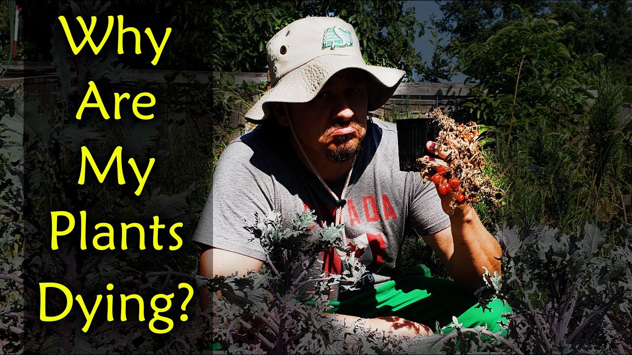 8 Reasons Your Plants Are Dying