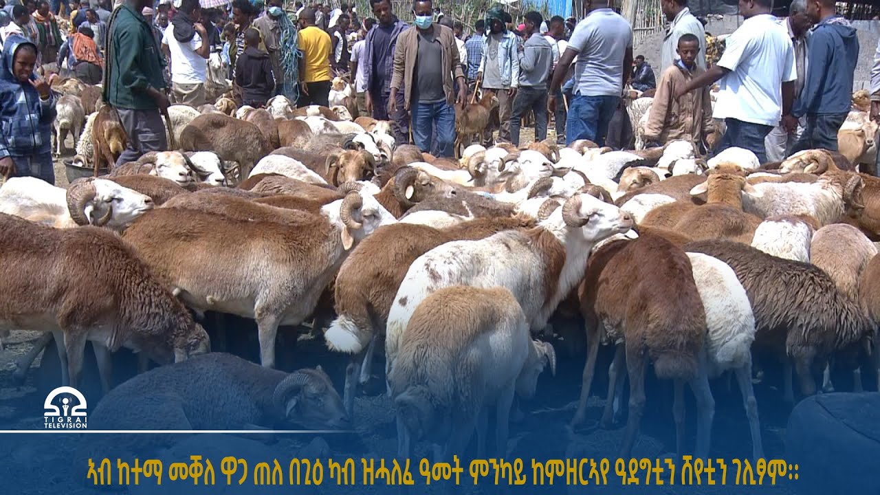 ኣብ ከተማ መቐለ ዋጋ ጠለ በጊዕ ካብ ዝሓለፈ ዓመት ምንካይ ከምዘርኣየ ዓደግቲን ሸየቲን ገሊፆም፡፡