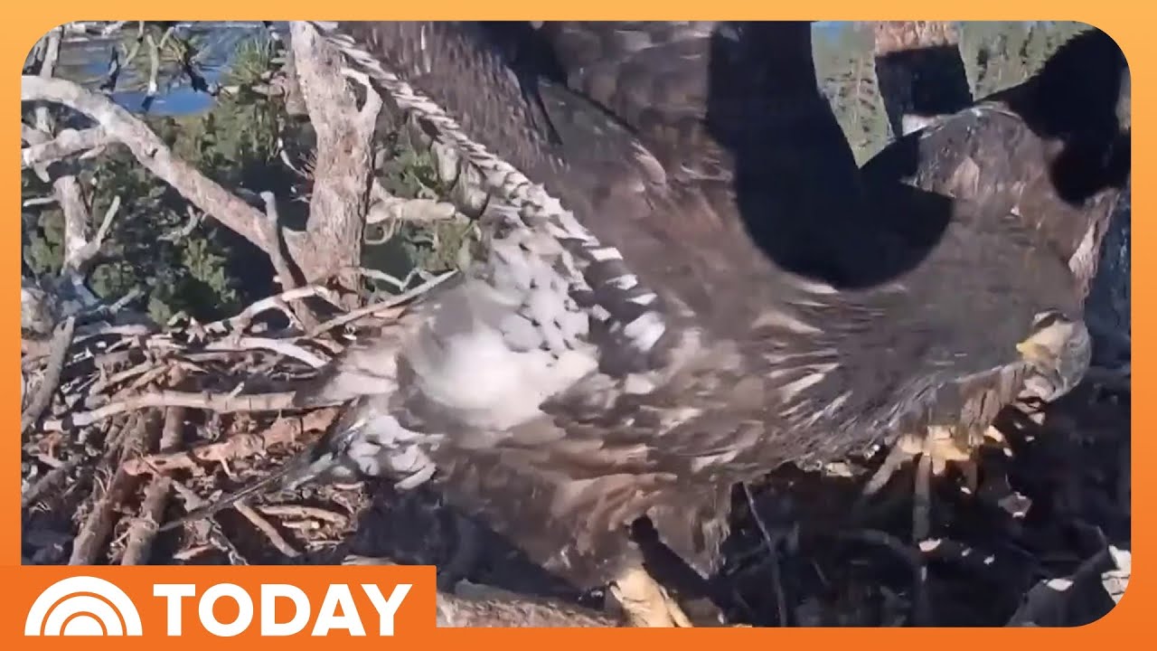 Fledge watch: Viral eaglets are on the verge of their first flight!
