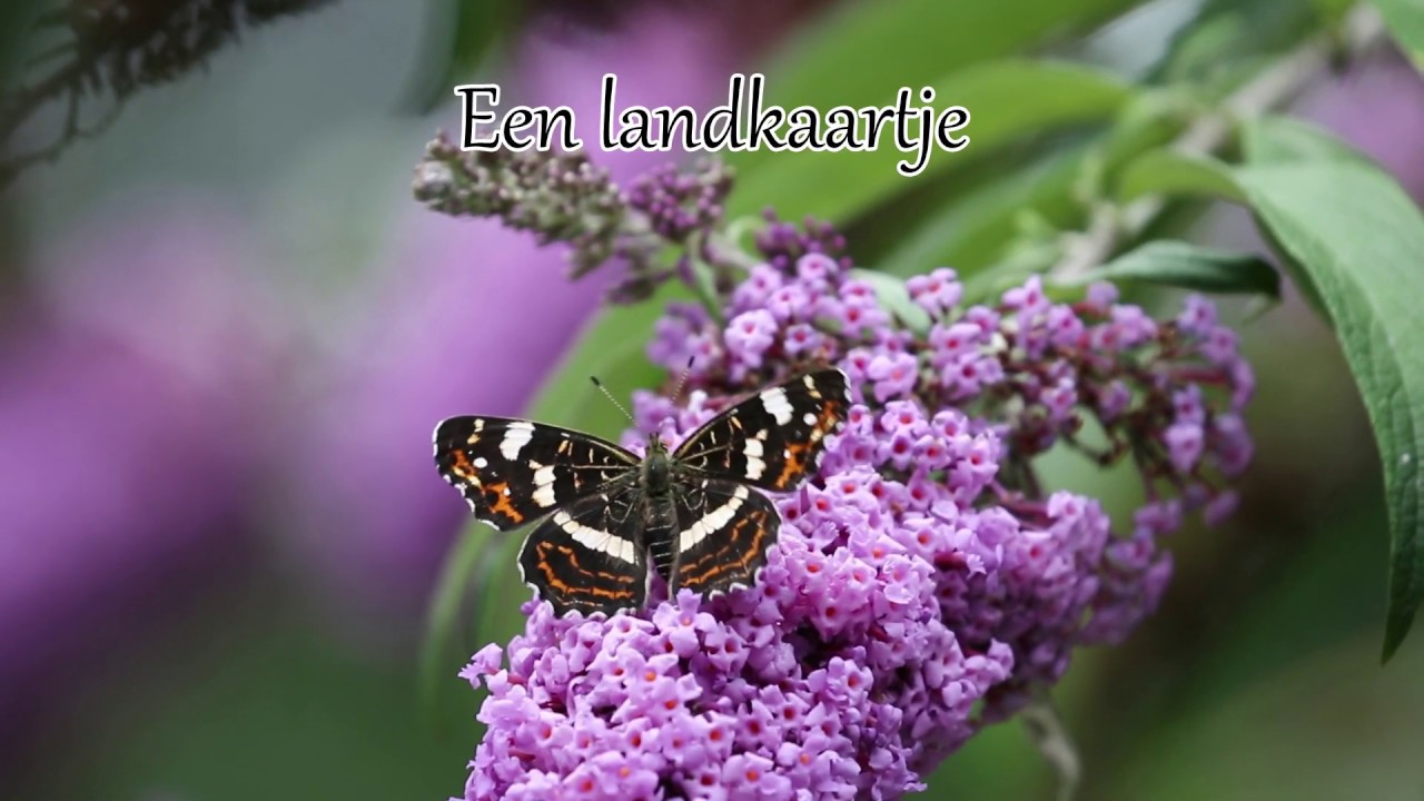 1 minuut natuur: Vlinders op de vlinderstruik