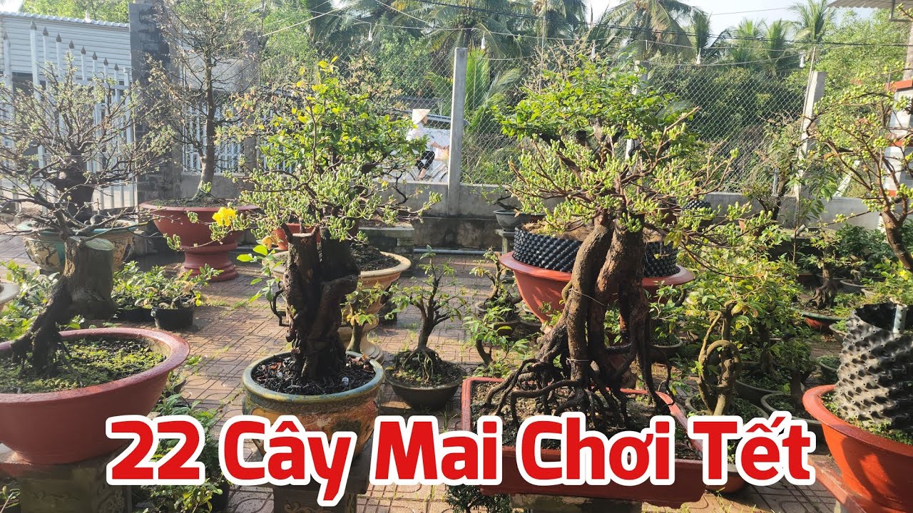 Ngày 22 Âl - 22 Cây Mai Chơi Tết
