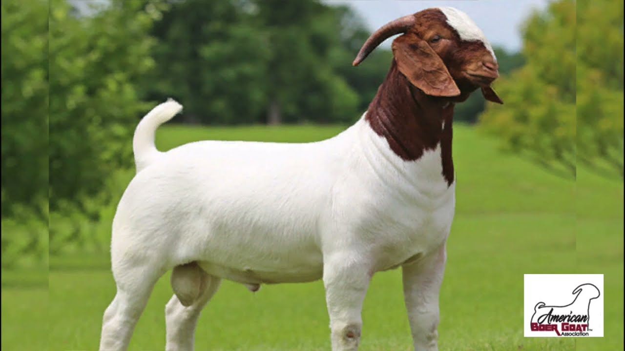 American Boer Goat Association - How To Register Your Goat