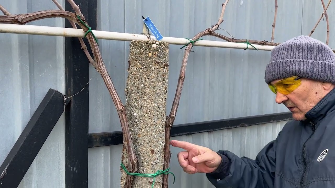 Magas művelésű szőlő metszése #1, 2023.02.24.  -  Pruning of high cultured grapes #1, 24/02/2023