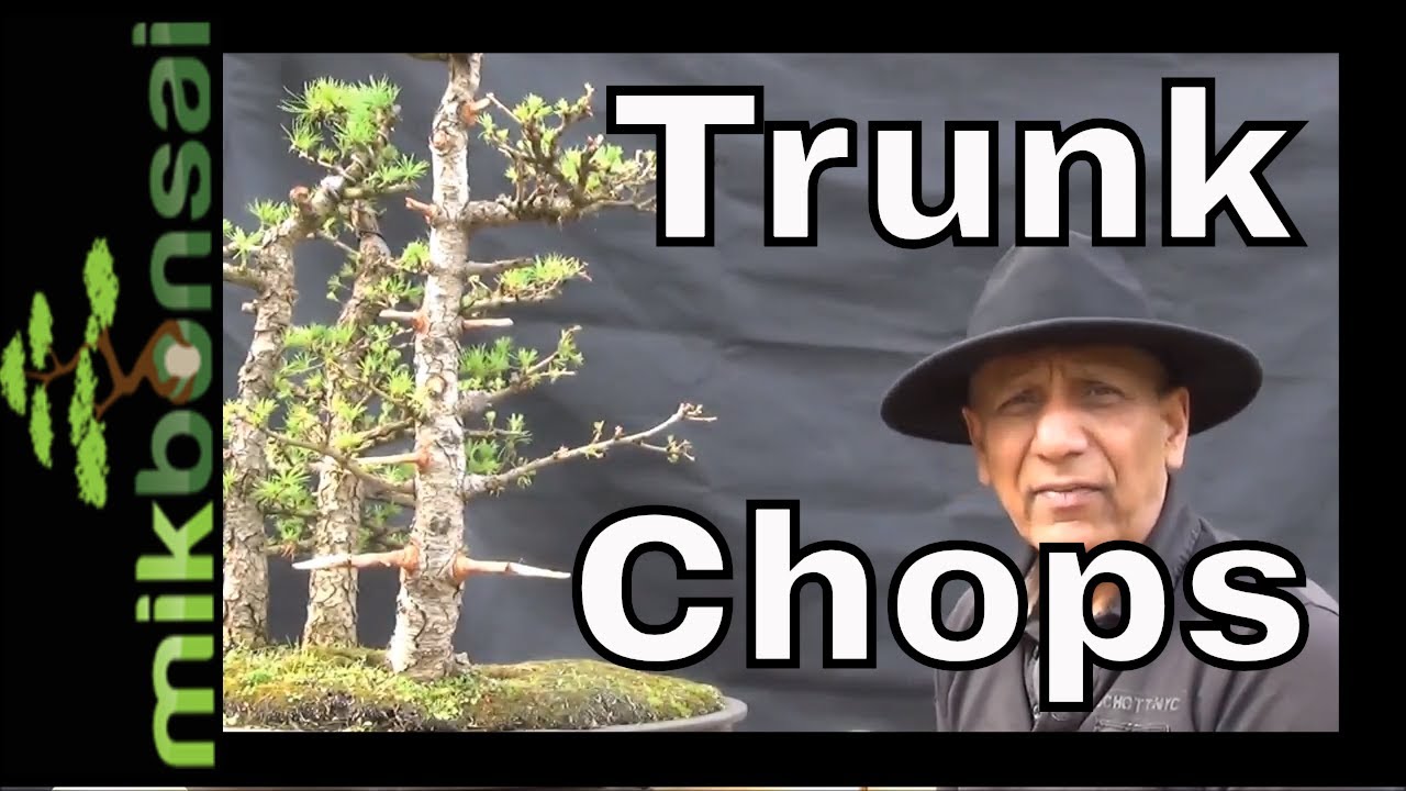Larch Bonsai Trunk chops how and why to trunk chop