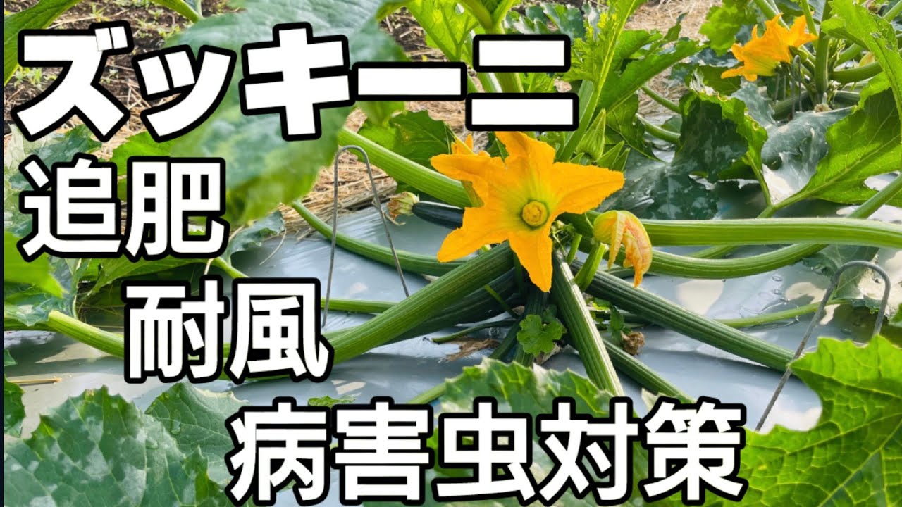 【ズッキーニ栽培】追肥のタイミング、耐風対策、うどん粉病・アブラムシ対策対策、の方法を分かりやすく解説します。