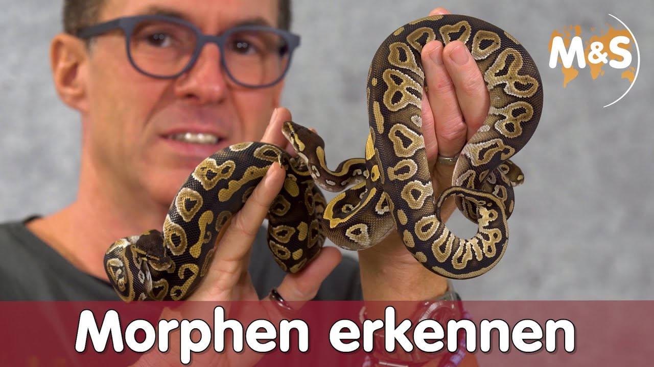 Kochstudio #7 | Königspython Farben / Morphen erkennen | Reptil TV
