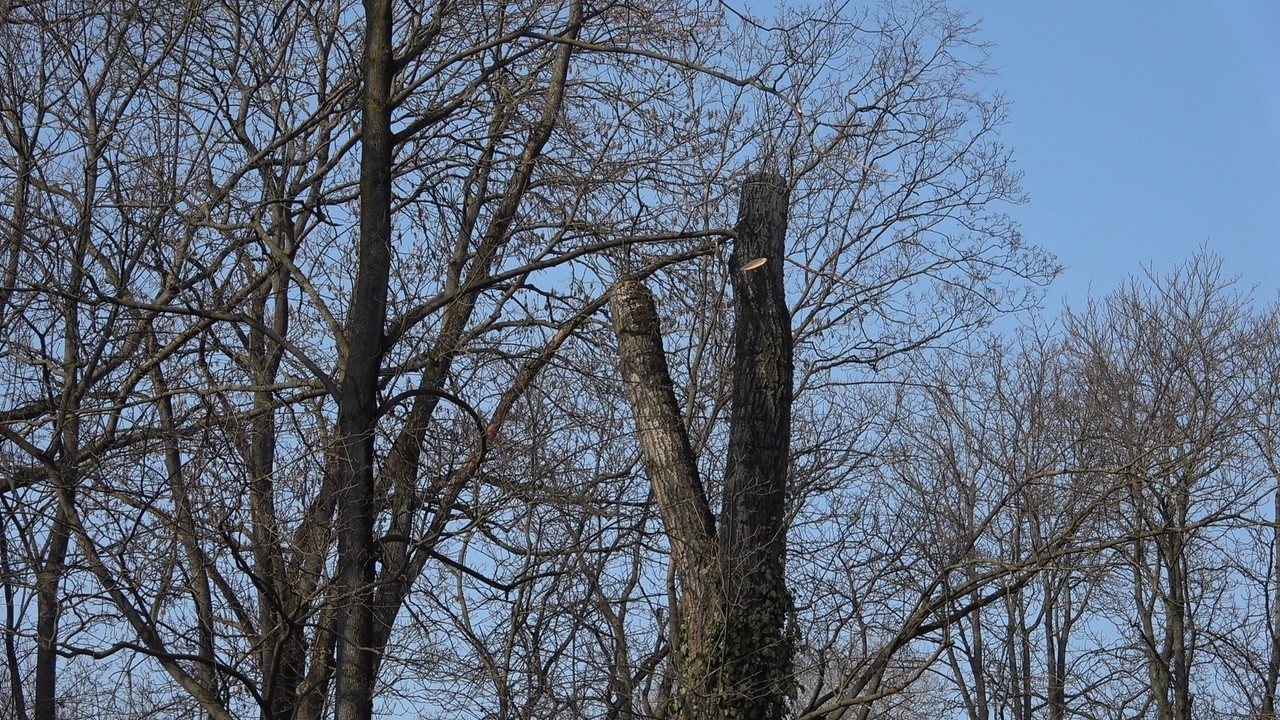 Siedlce.  Park.  Pielęgnacja drzew.   12.03.2026r.