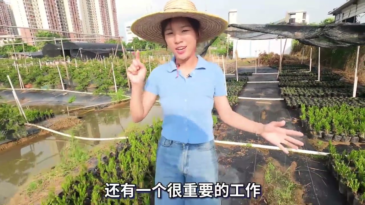 小树苗变成大盆景！一步一个脚印，黄杨盆景是这样变得“有价值”