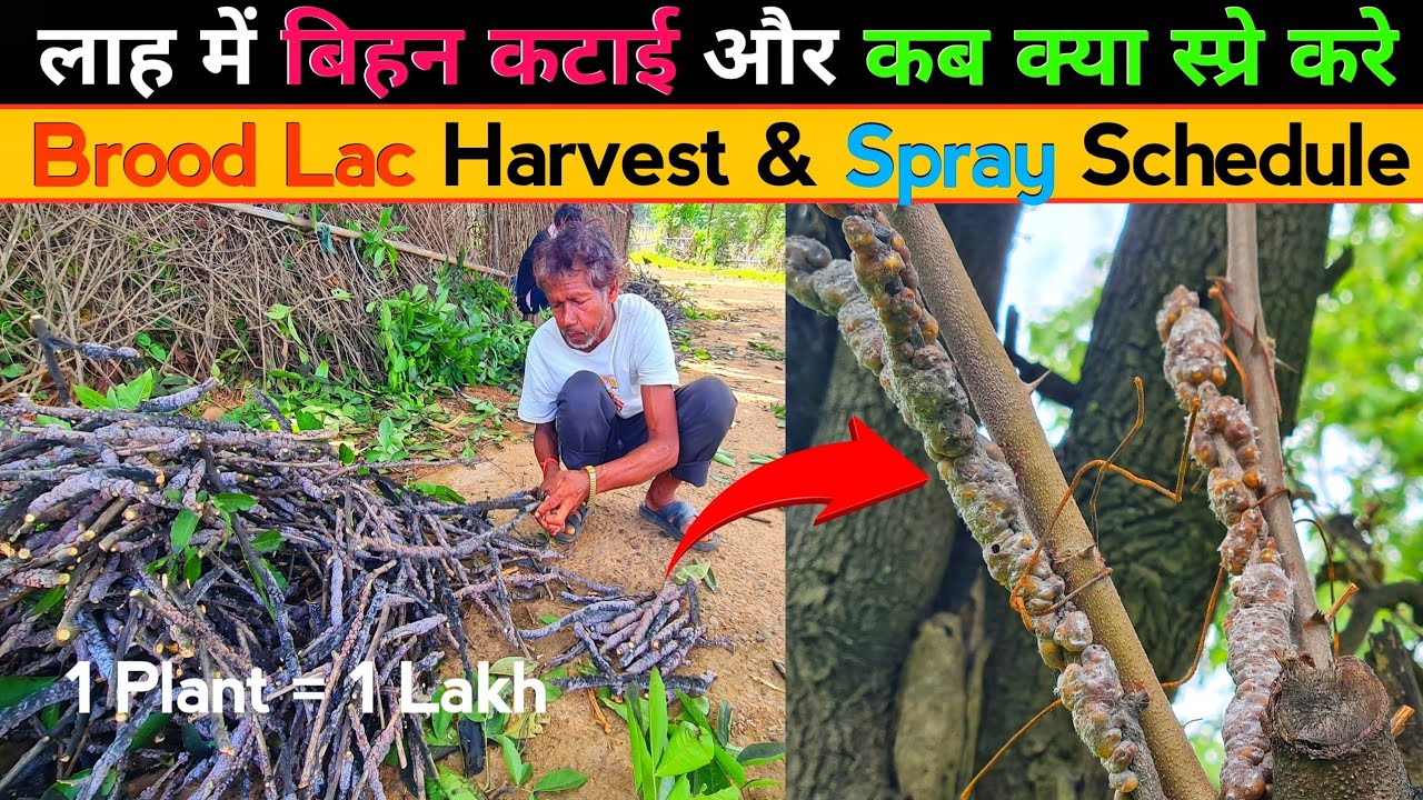 Brood Lac Harvest from Kusum | Lac Spray Schedule | Kusmi Lac 4K | लाह की खेती में क्या स्प्रे करे ?
