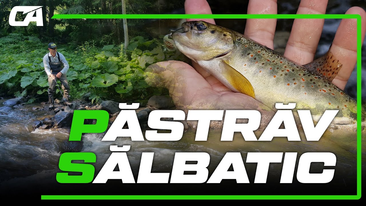 Pastrav salbatic pe Valea Muresului Superior