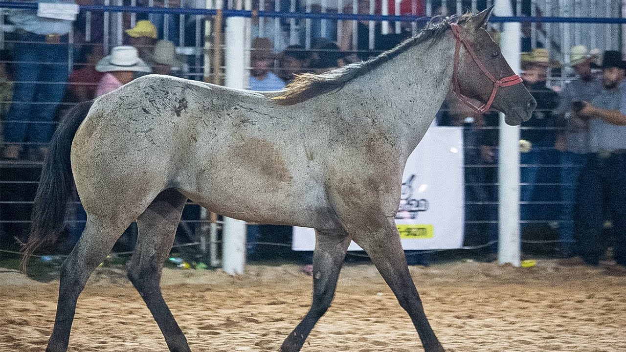 🔴 (FINAL EM CUTIANO) Rodeio da LAGOA LIMPA 2024 (ITAJOBI-SP)