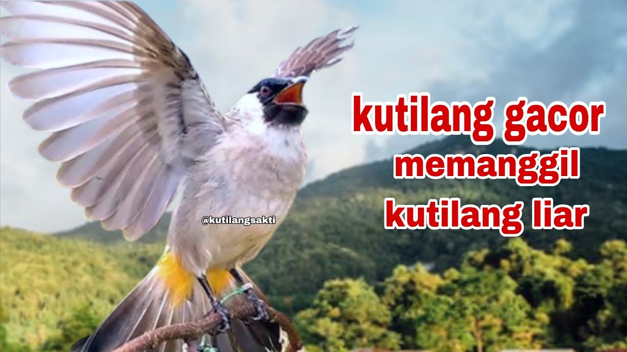 Suara Burung Kutilang Gacor Memanggil Kutilang Liar Bikin Gacor
