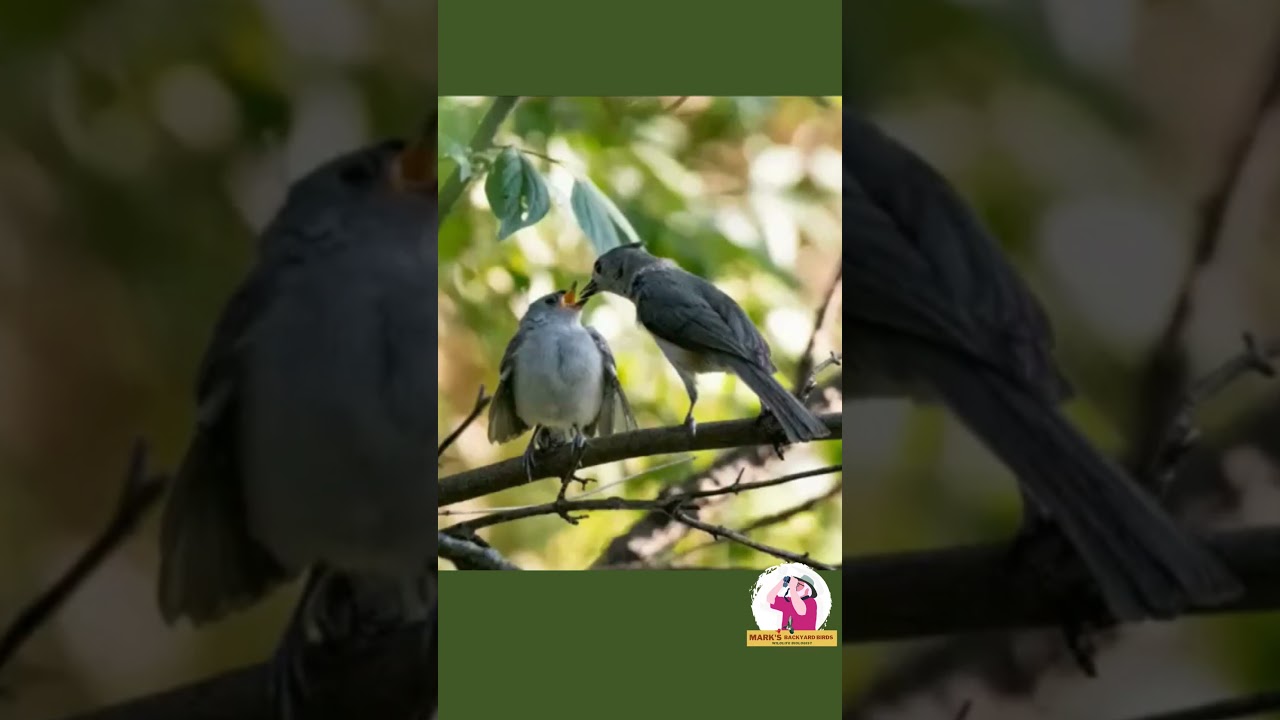Fledglings Are Here! 🐦🍼