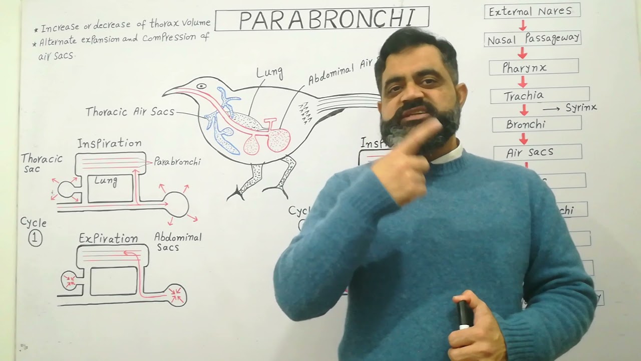 Parabronchi Urdu /Hindi medium @Prof. Masood Fuzail| Respiration in Birds | Breathing in Birds