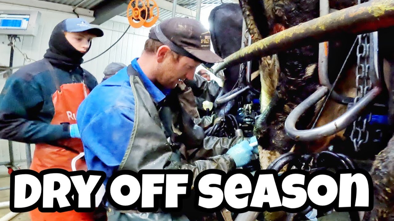 Dry Off Season 2022-2023 || Dairy Farming in New Zeland by John Paul Cunanan