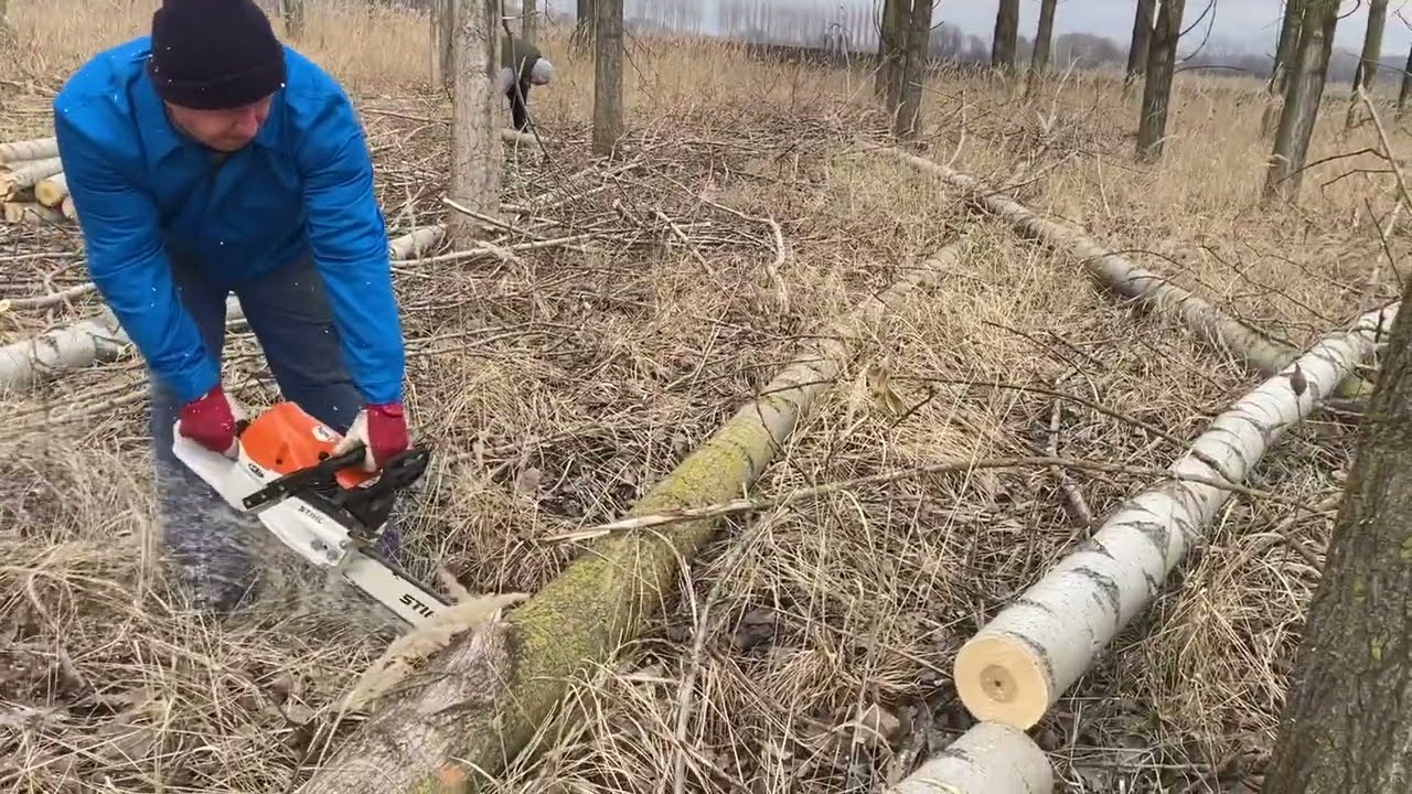 Ms 462 c-m, Ms 461! Nyárfa darabolás!