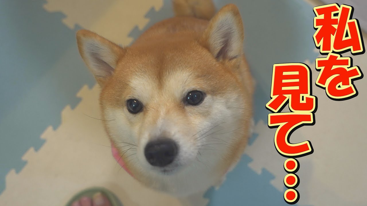 他の子に夢中になると、いつの間にか飼い主の近くに座っている柴犬が可愛い♥