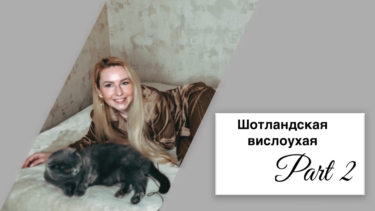 Обзор породы шотландская вислоухая кошка. Часть2 через 5лет‼️#кошка #шотландскаявислоухаякошка 