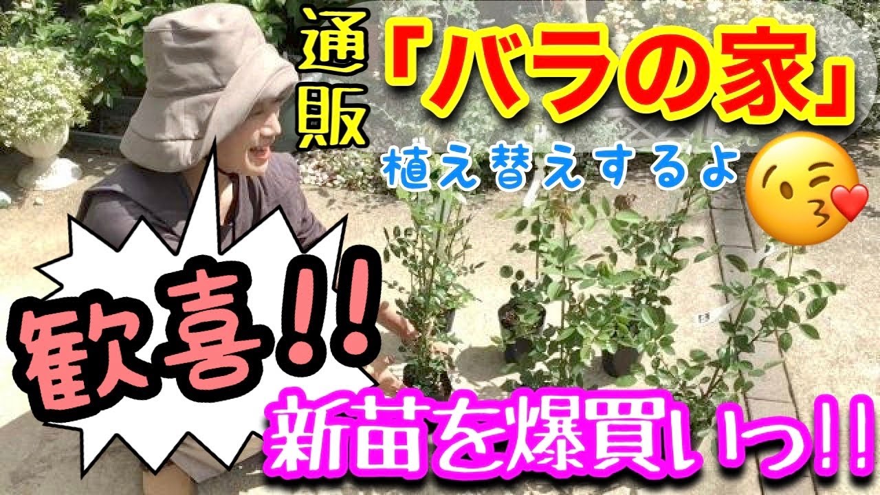 【バラ新苗】大人気🤗  「バラの家」さんで”バラ新苗6品種”を買ってみたら凄かった🌹/ 購入後の植えつけ・植え替え方法 / ソフトピンチする？育て方もご紹介👩‍🌾  【ガーデニング】