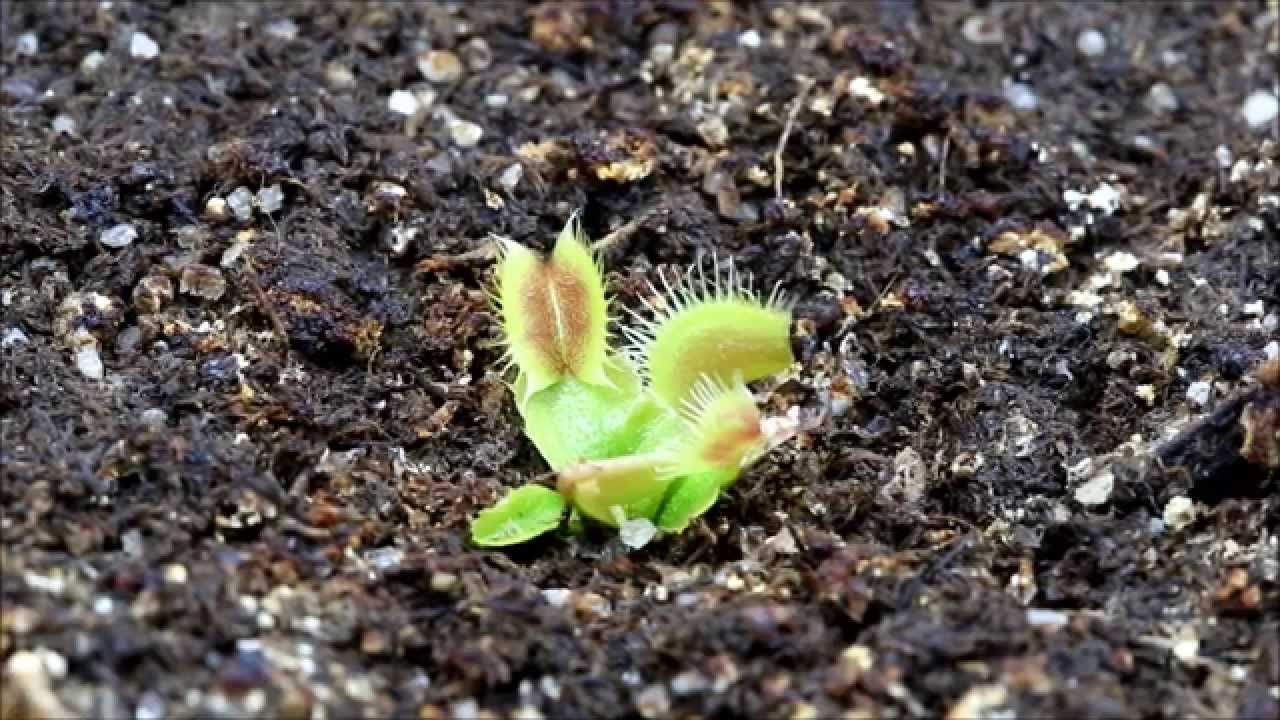 Venus Fly Trap Resurrection