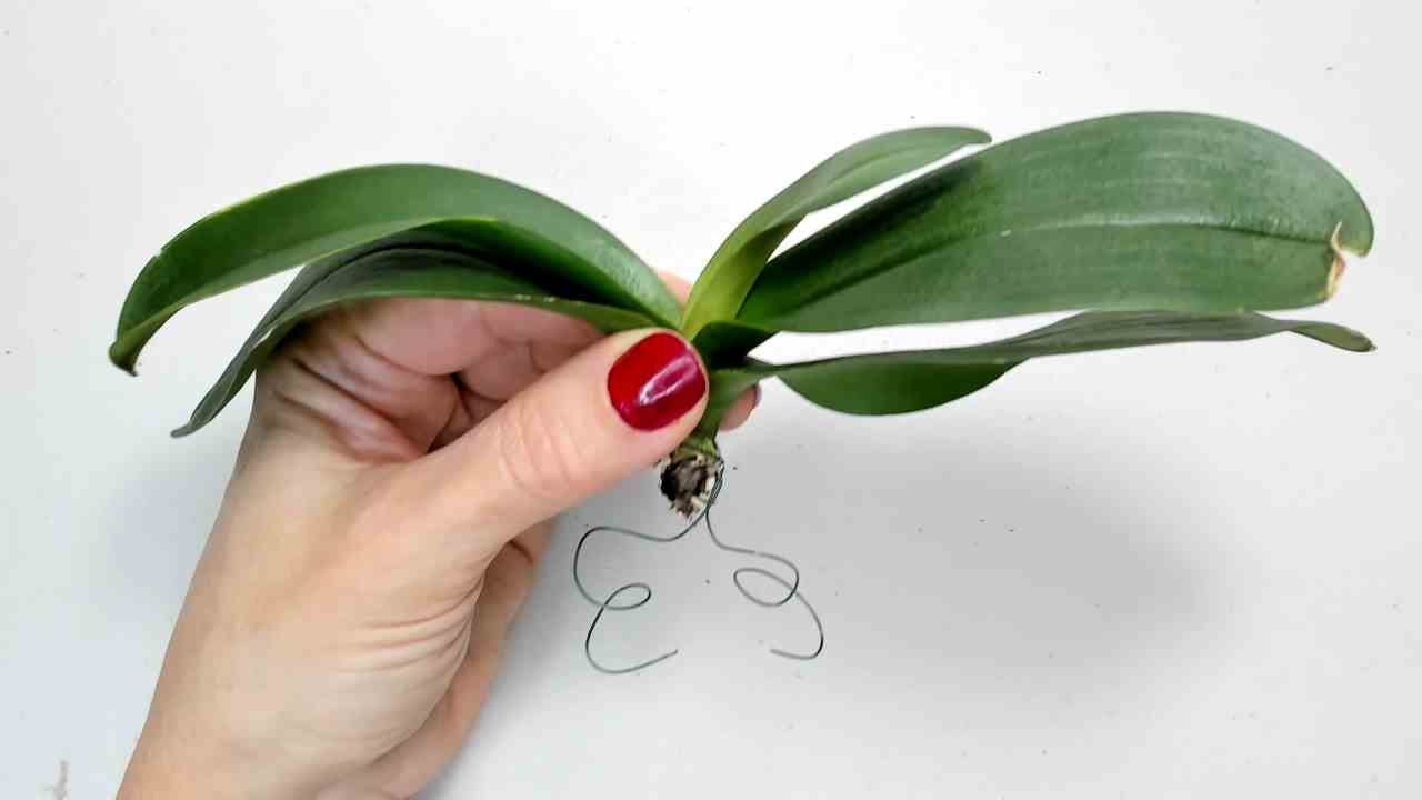 Soluciona PARA SIEMPRE el problema de orquídeas Sin raíces hazles prótesis y sálvalas #356