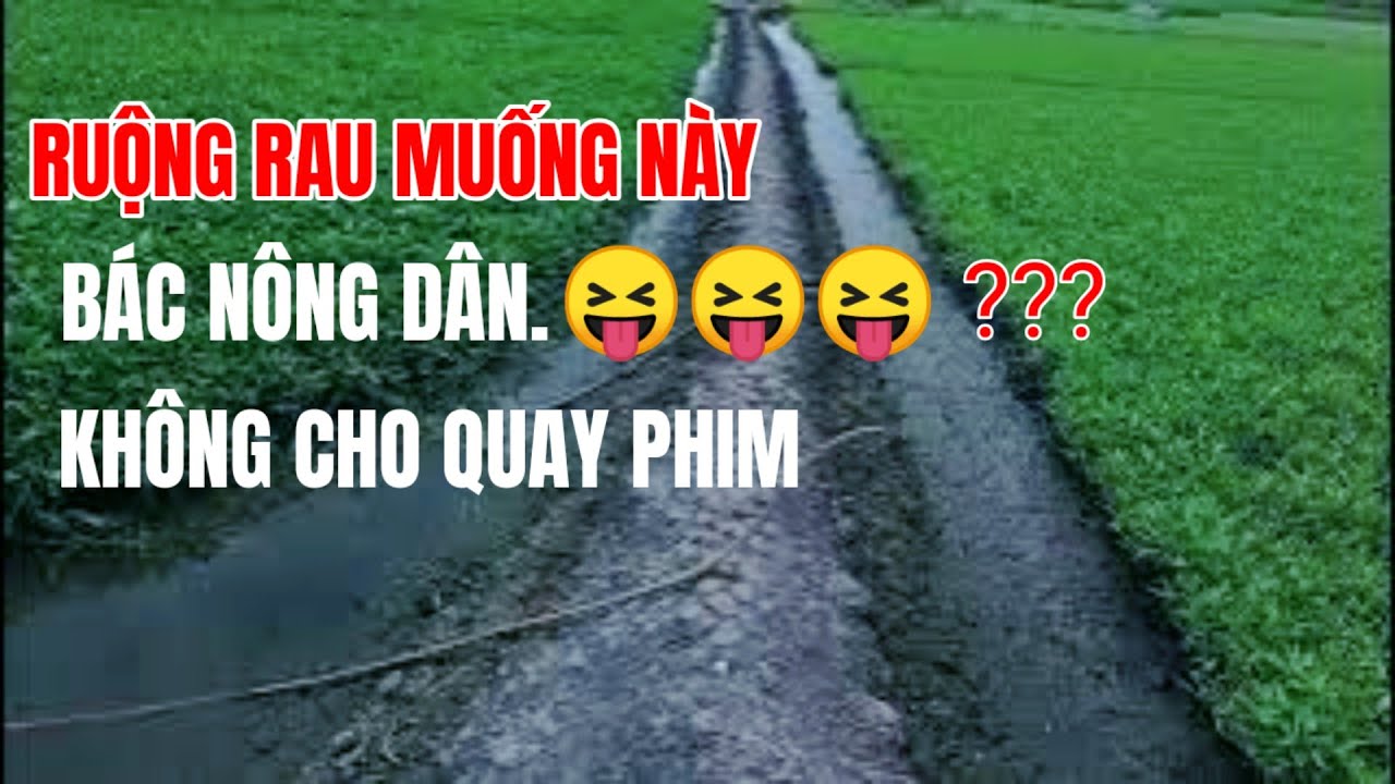 HÓA RA VÌ LÝ DO NÀY MÀ NGƯỜI TRỒNG RAU MUỐNG KHÔNG CHO QUAY PHIM (P2)