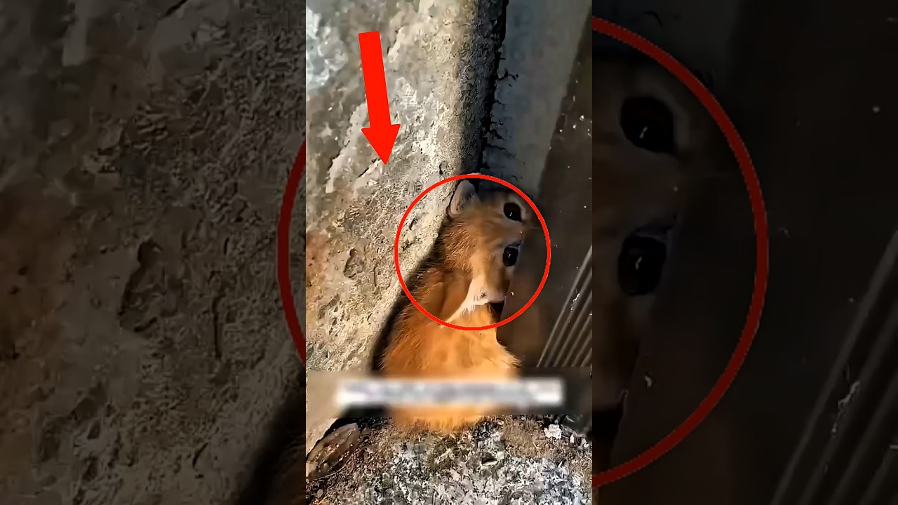 This MAN Rescues Adorable Tiny Kitten From The Street? #shorts